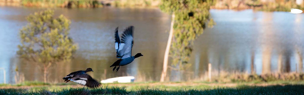 Ducks flying near dam